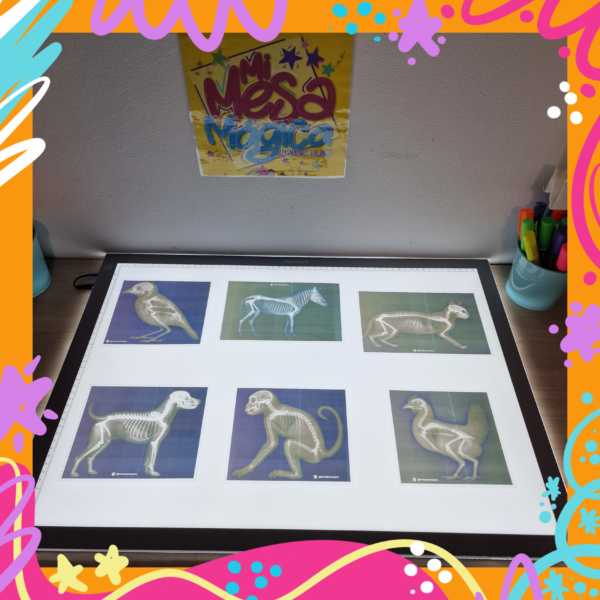 Radiografías de animales para mesa de luz